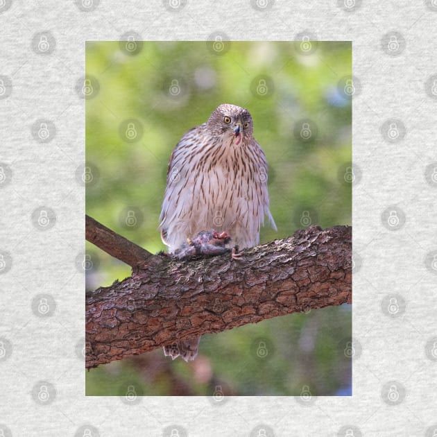 Mealtime - Coopers hawk by Jim Cumming